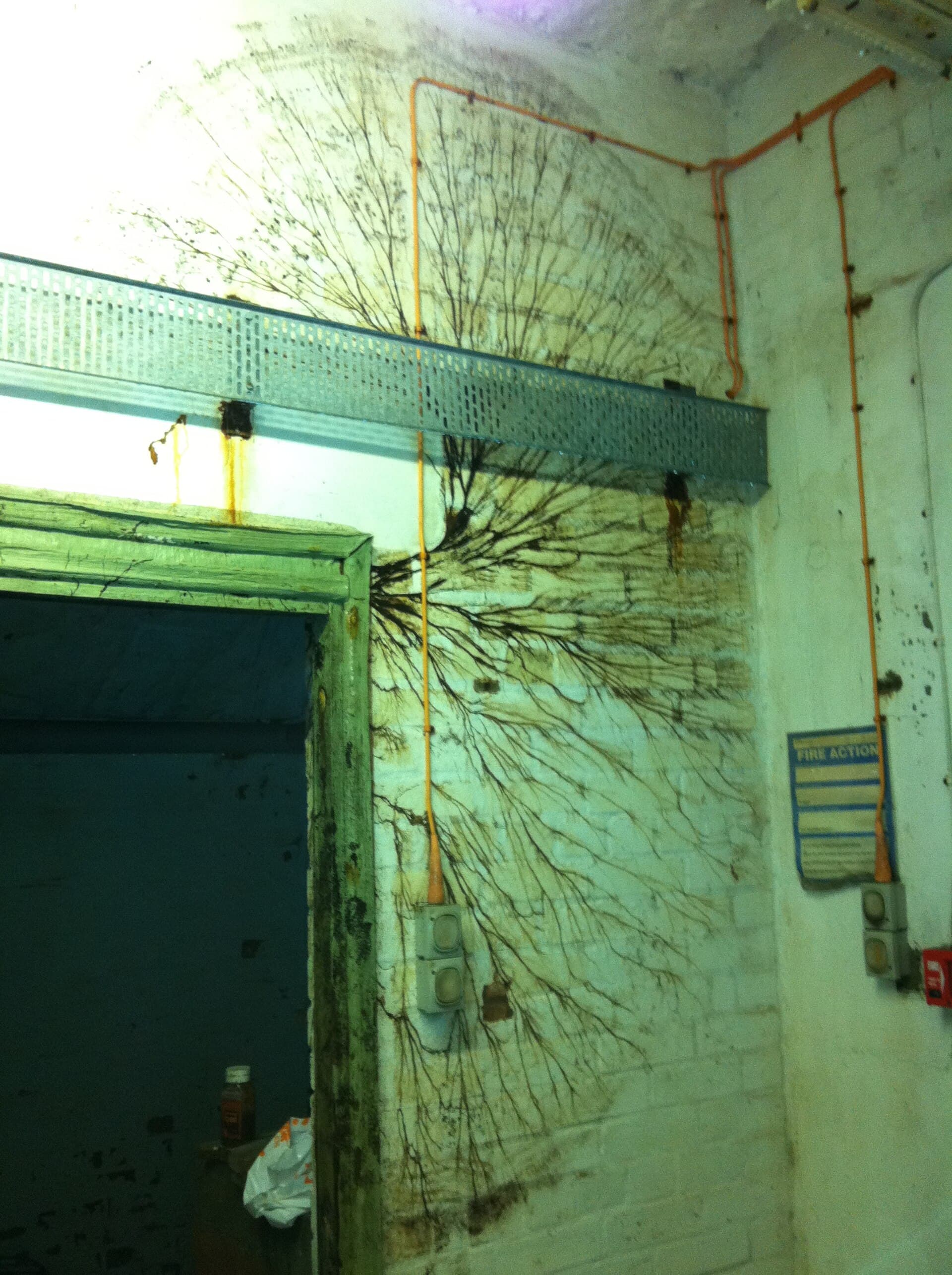 Cordons mycéliens gris-brun de la mérule pleureuse (Serpula lacrymans) courant sur le bois humide d'un dormant de porte — le signe qui doit faire jeter une bûche suspecte, jamais visible sur une pile de bois sec correctement ventilée